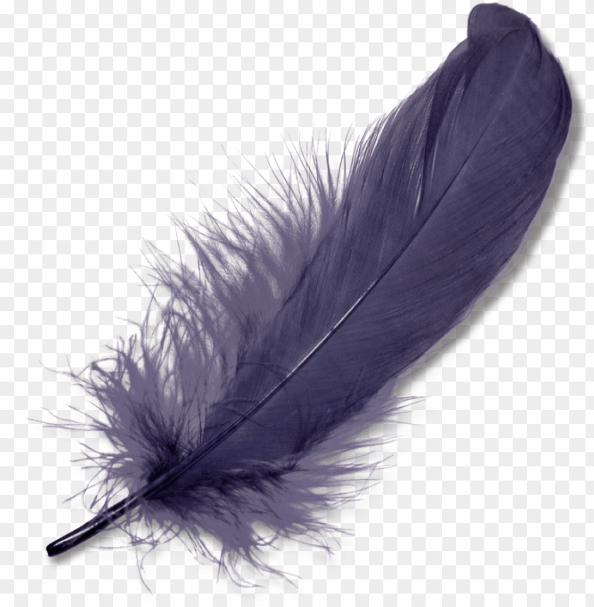 Ature - Feathers - Feather PNG Transparent With Clear Background ID ...
