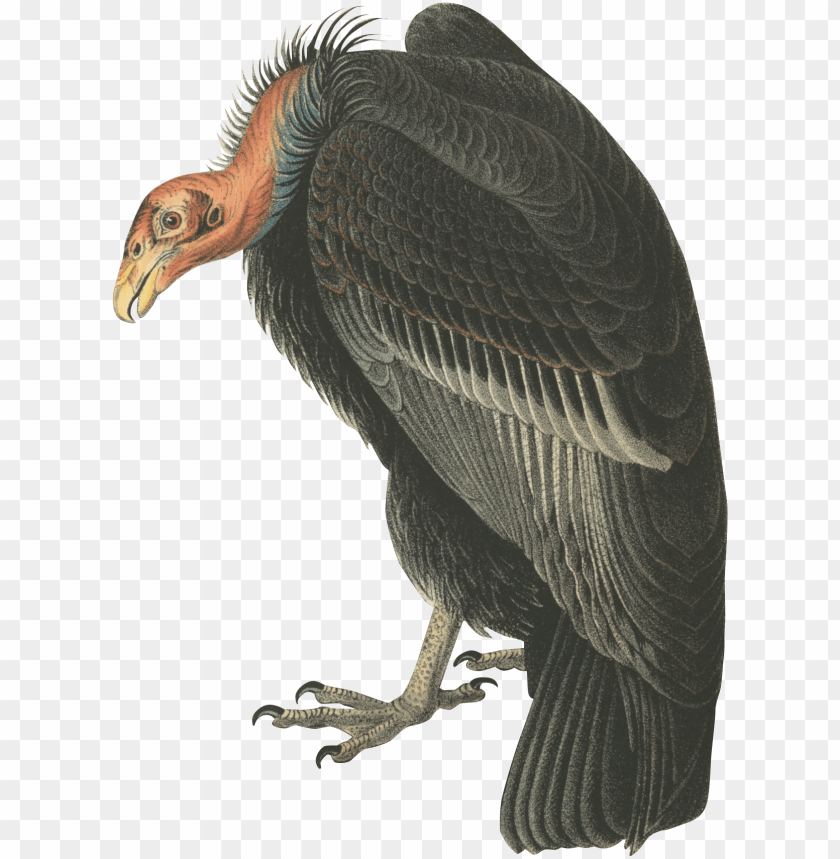vulture, christmas ornament, red ornament, black oval, phoenix bird, twitter bird logo