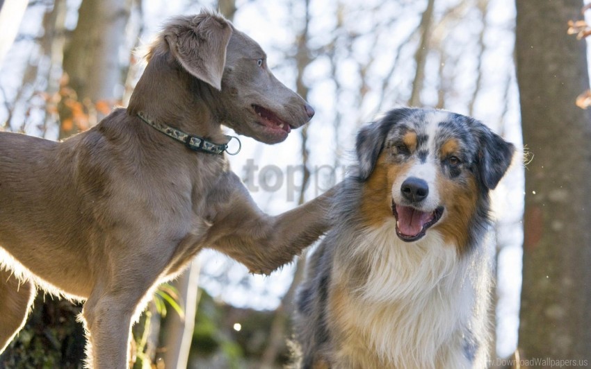 Australian Shepherd Couple Dog Face Play Wallpaper Background Best Stock Photos