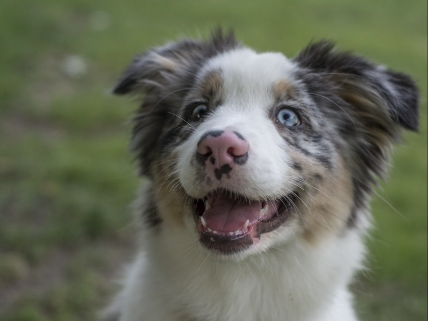 australian shepherd, dog, protruding tongue, pet, cute