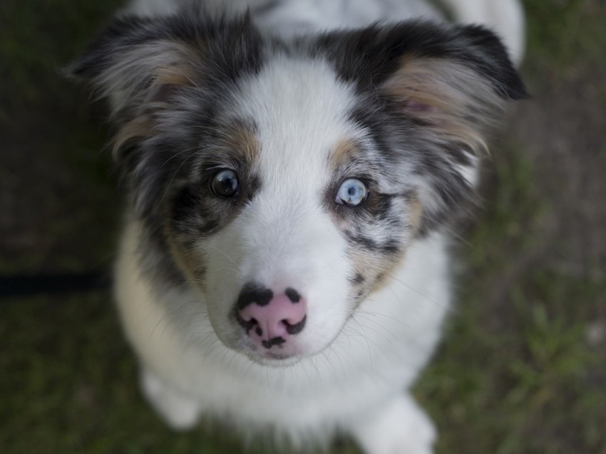 australian shepherd, dog, puppy, cute, spotted