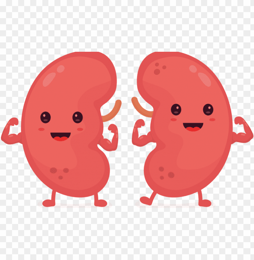 automatic reporting improves kidney patient outcomes healthy kidneys PNG transparent with Clear Background ID 195294