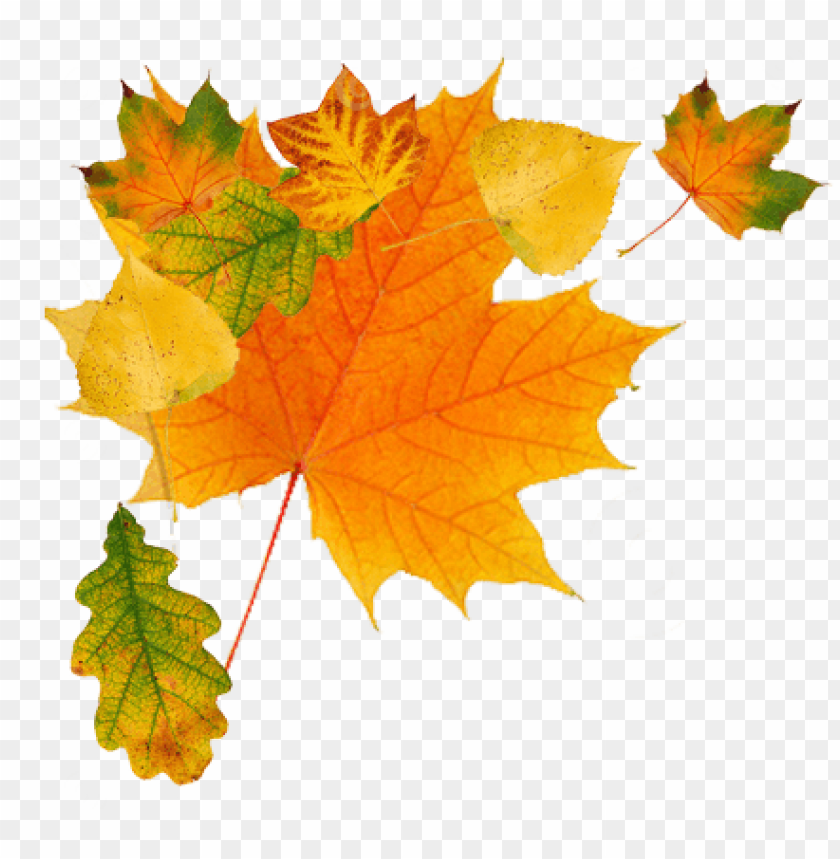 nature, leaf, leaves, autumn,الطبيعة , أوراق , أوراق 