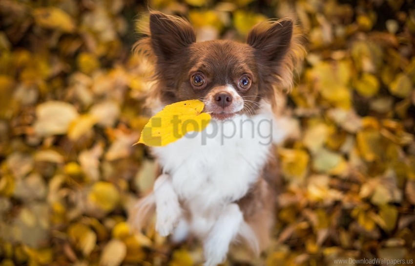autumn, chihuahua, dog, foliage wallpaper background best stock photos@toppng.com