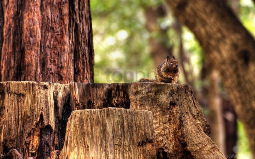 autumn, chipmunk, forest, sitting, striped, stump wallpaper background best  stock photos | TOPpng