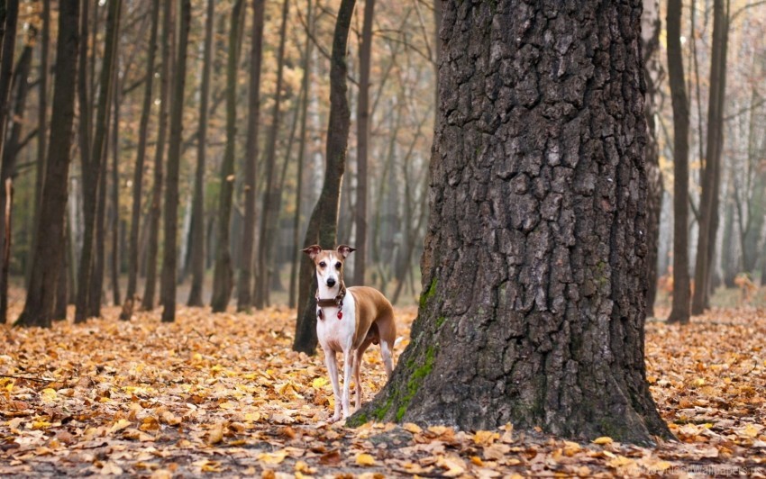 Autumn Dog Leaves Wallpaper Background Best Stock Photos