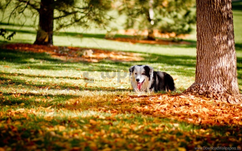 autumn dogs grass hide tree wallpaper background best stock photos - Image ID 160222