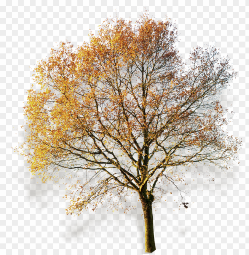 free PNG autumn fall, fall trees, photoshop, watercolor painting, - arbol sin fondo PNG image with transparent background PNG images transparent