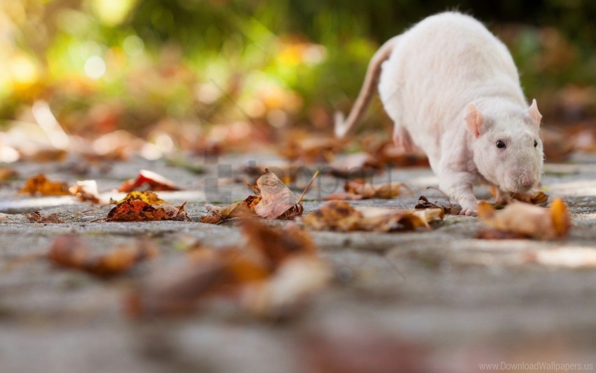 Autumn Foliage Rat Wallpaper Background Best Stock Photos