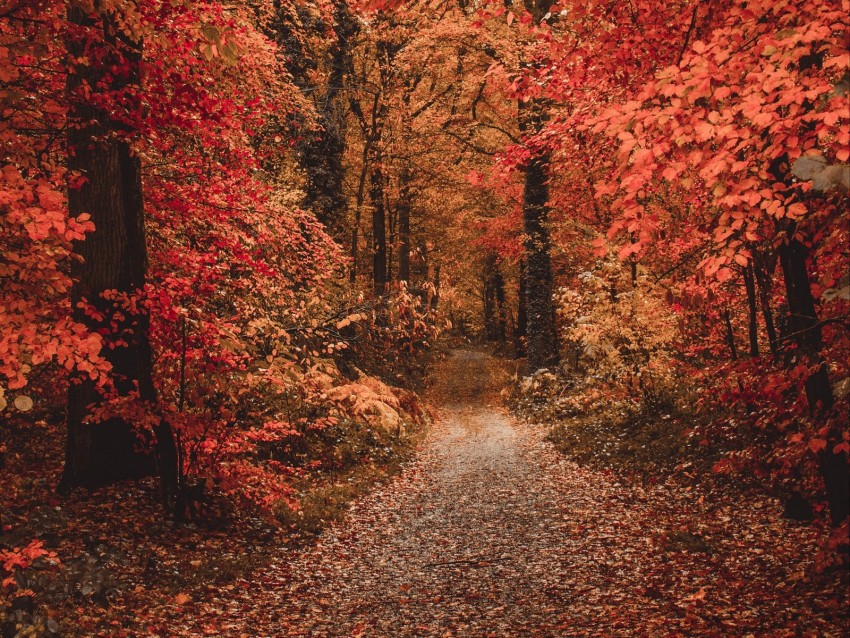 autumn, forest, path, foliage, trees, autumn colors