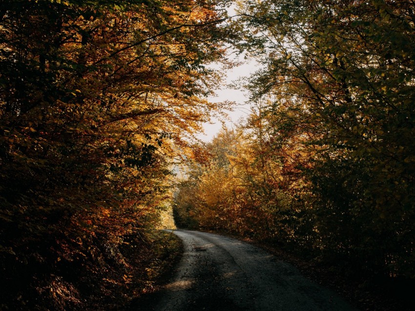 autumn, forest, road, trees, shadows