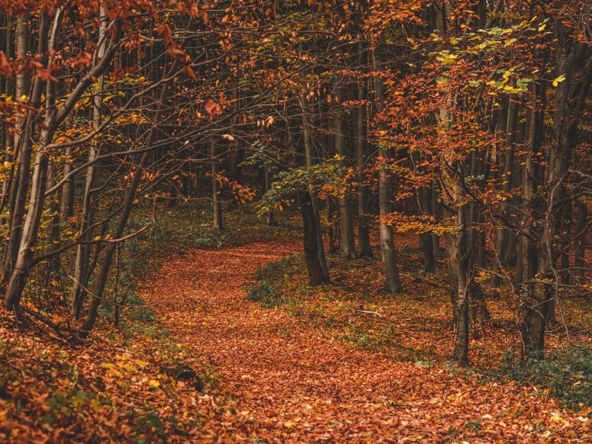 autumn, forest, trail, leaves, fallen, trees, turn