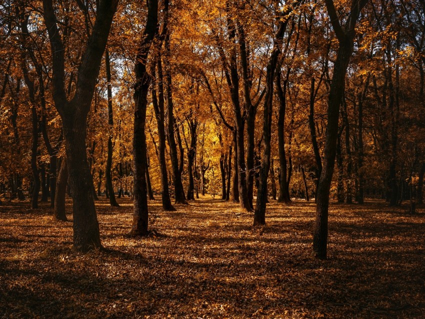 autumn, forest, trees, park, path