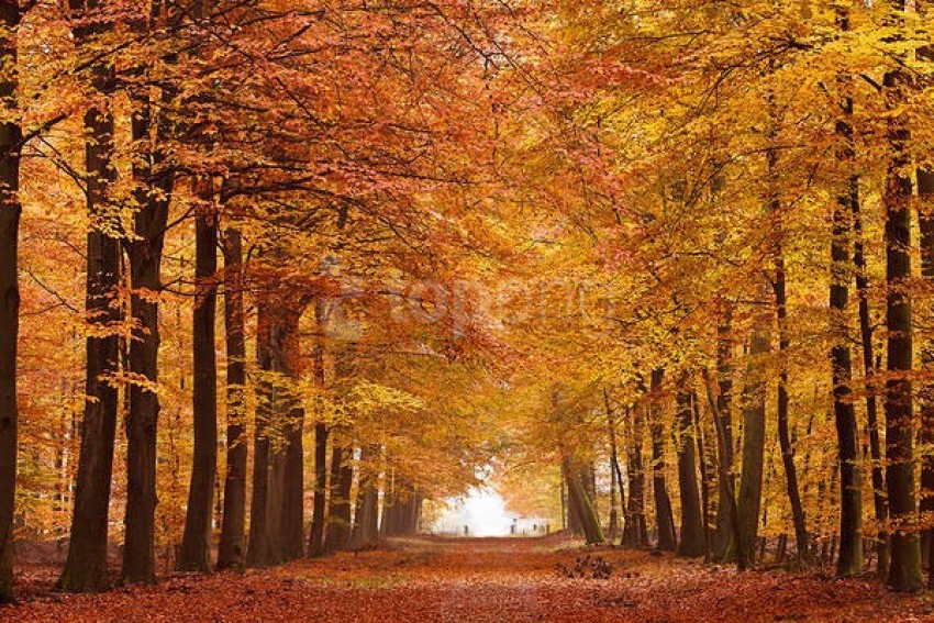 Autumn Forest Wallpaper Background Best Stock Photos Toppng