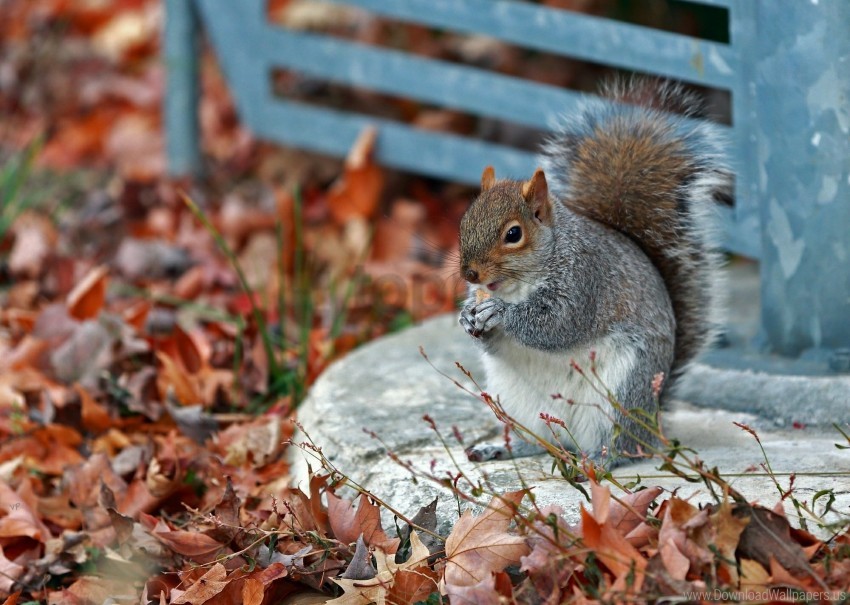 autumn grass leaves park squirrel wallpaper background best stock photos - Image ID 146876