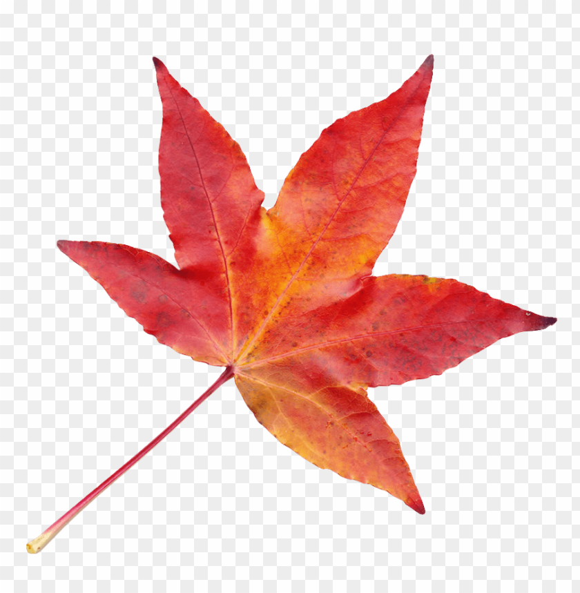 
nature
, 
leaf
, 
leaves
, 
autumn
, 
autumn leaf
