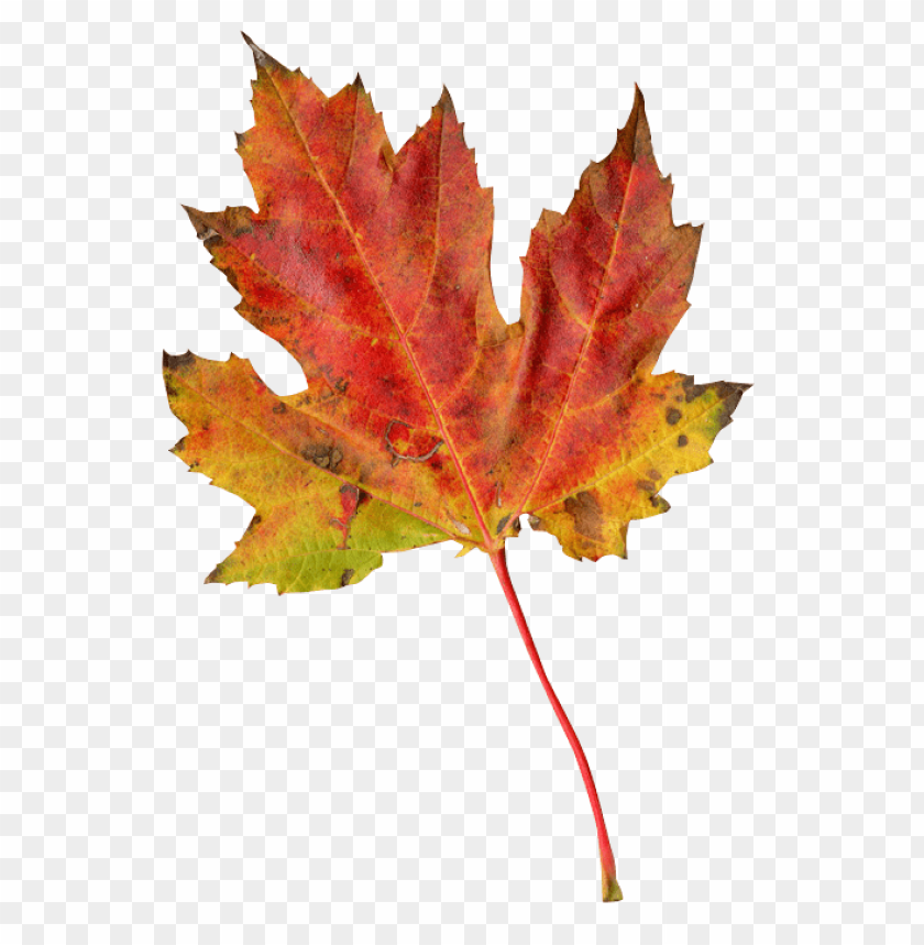 
nature
, 
tree
, 
leaf
, 
leaves
, 
autumn
