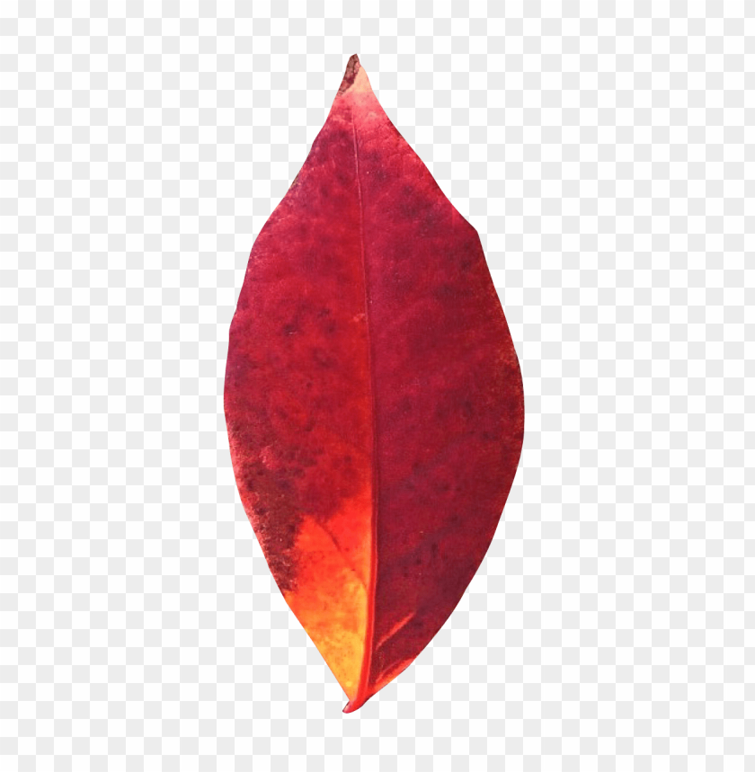 
nature
, 
leaf
, 
autumn
