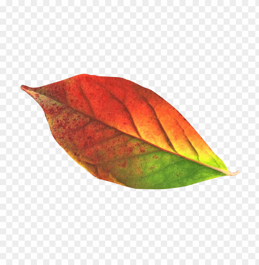 
nature
, 
leaf
, 
autumn
