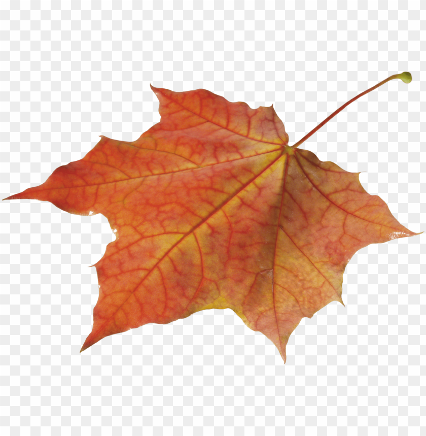 PNG image of autumn leaf with a clear background - Image ID 26912