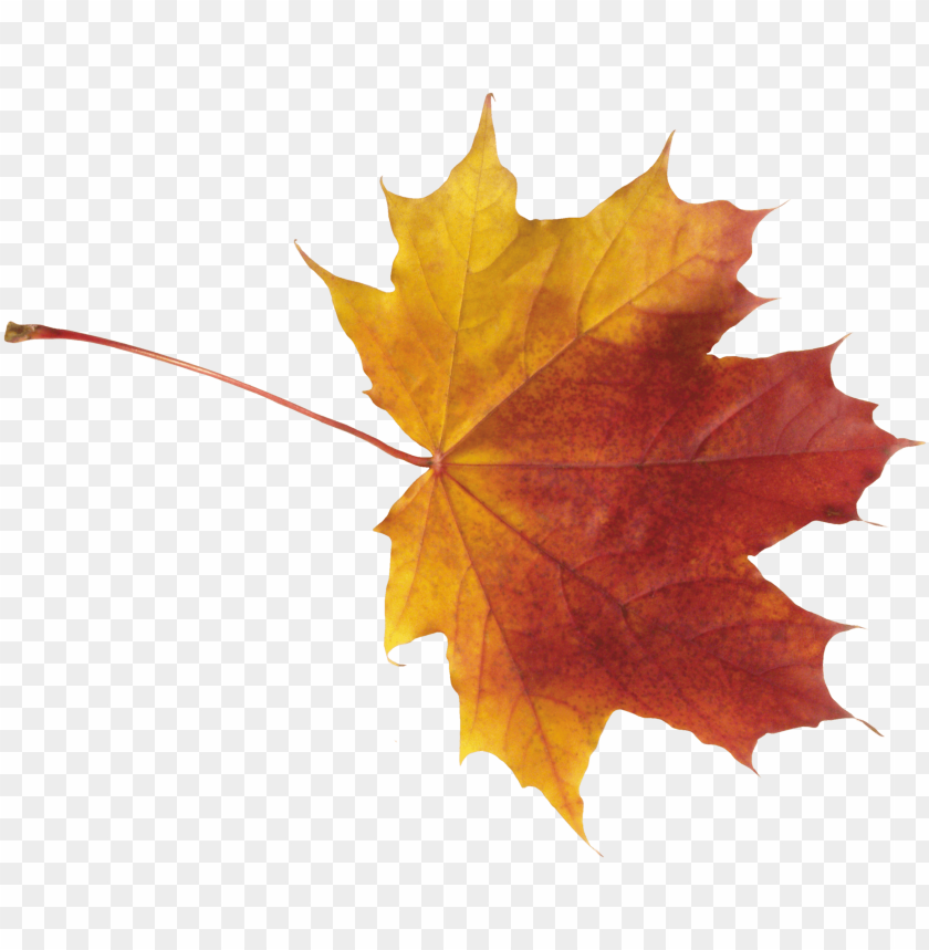 Autumn Leaf Clipart Png Photo - 29782 | TOPpng