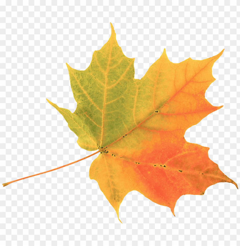Autumn Leaf PNG Transparent With Clear Background ID 77332 | TOPpng