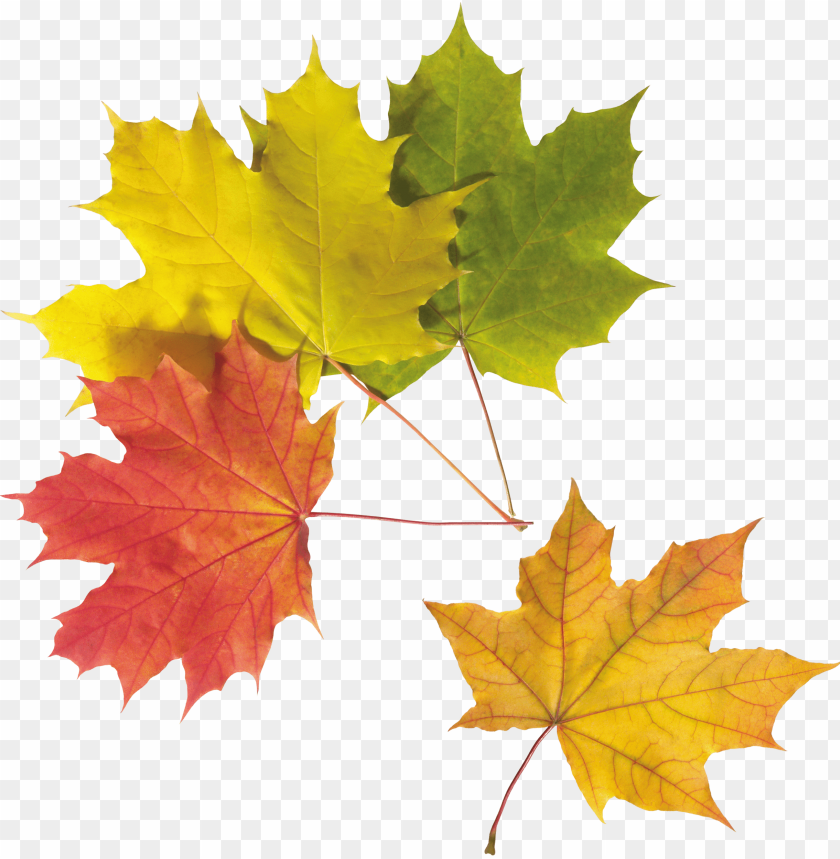 
autumn
, 
leaves
, 
plant
, 
seasonal
