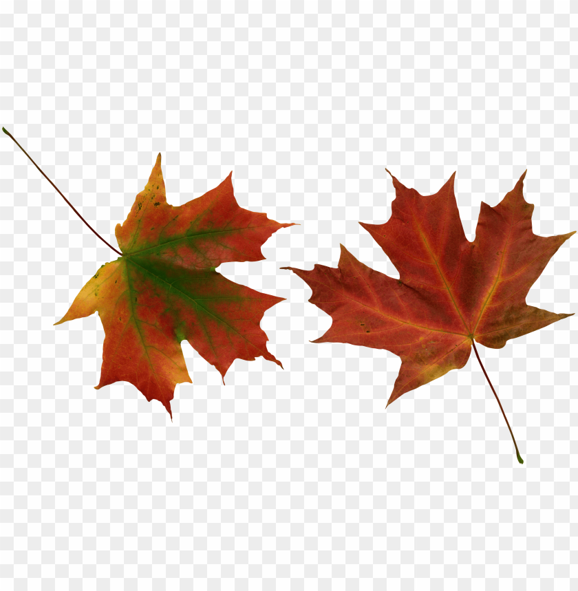 autumn leaves clipart png photo - 29754