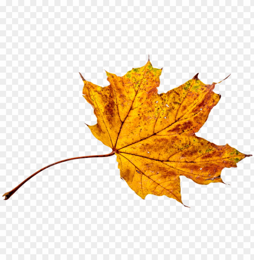 Autumn Leaves Leaf Png Transparent Fall Color Autumn Leaves Colors PNG  Image With Transparent Background | TOPpng