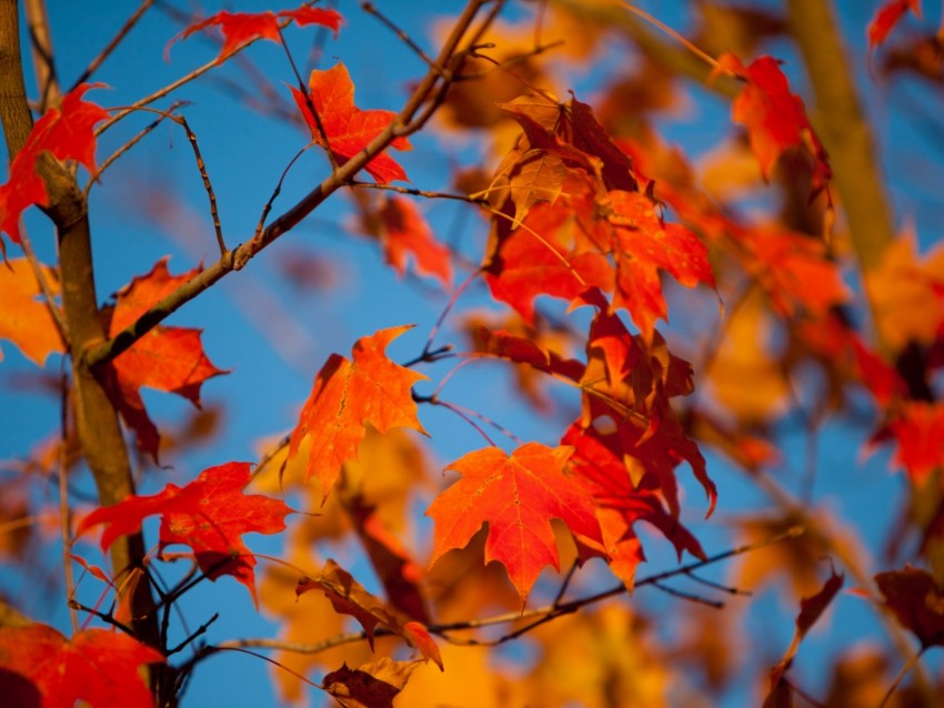 autumn, leaves, maple, branches, blur