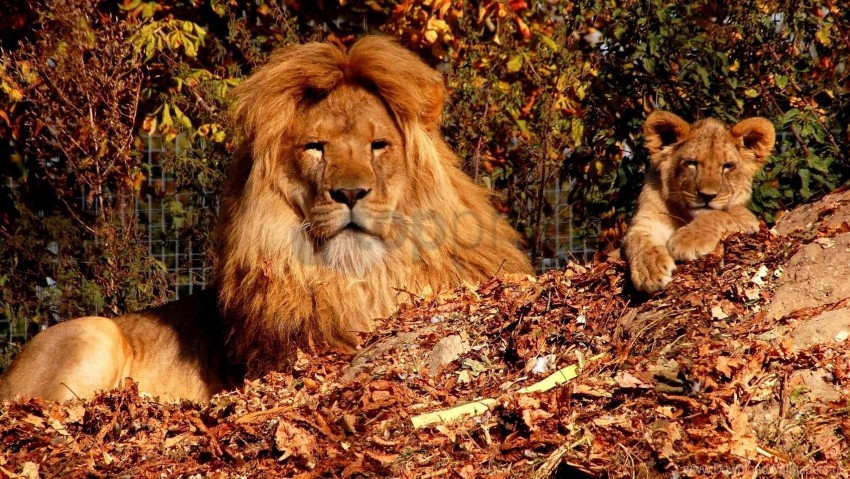 autumn, lion, lion cub, son, trees, zoo wallpaper background best stock photos@toppng.com