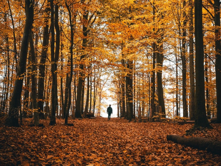 autumn, loneliness, forest, trees, walk