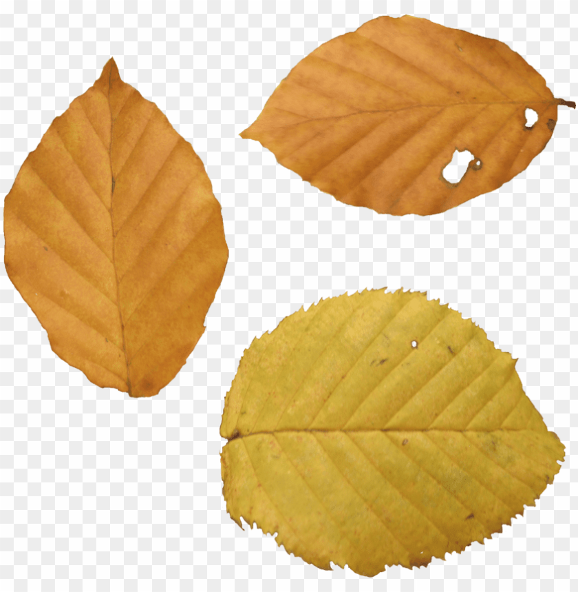 fall, oak, flower, beach, season, holiday, leaf pattern