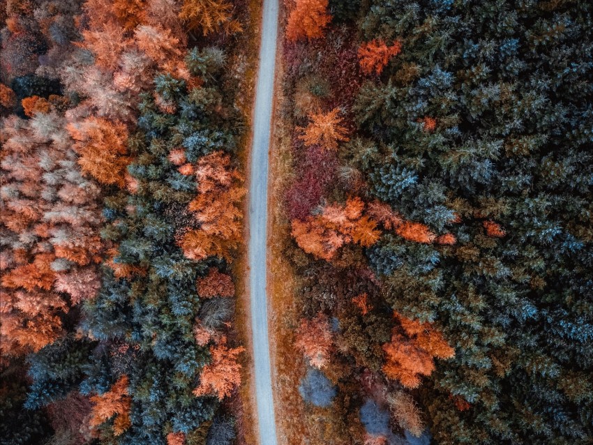 Autumn Road Aerial View Trees Forest Png - Free PNG Images