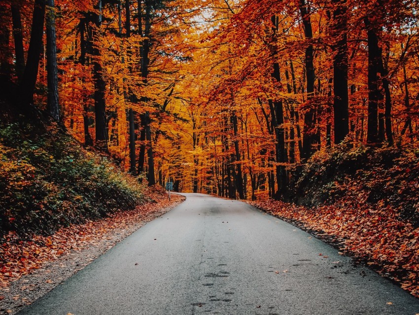 autumn, road, foliage, turn, asphalt