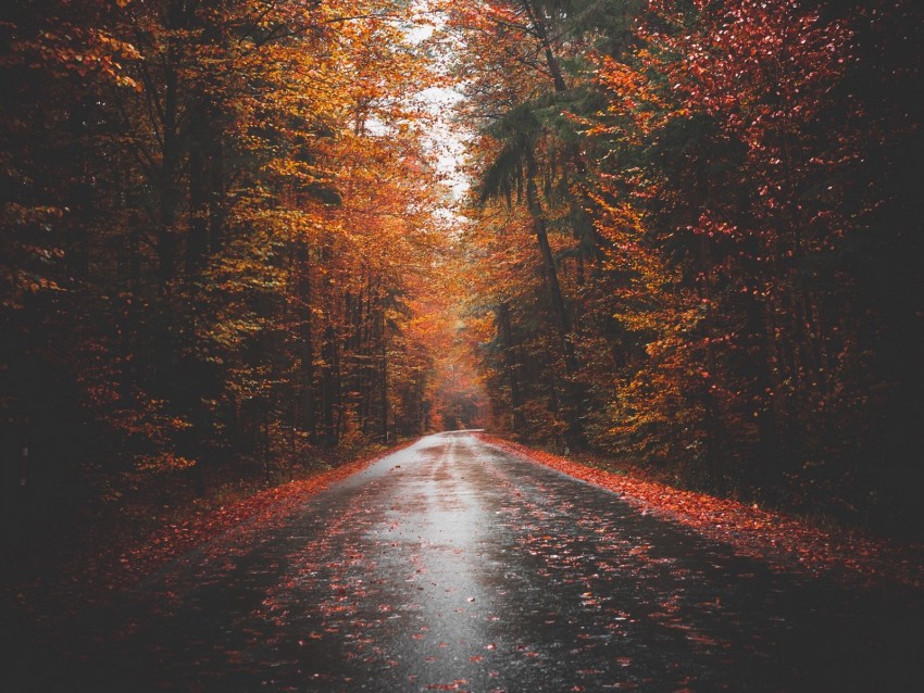 autumn, road, trees, forest, asphalt