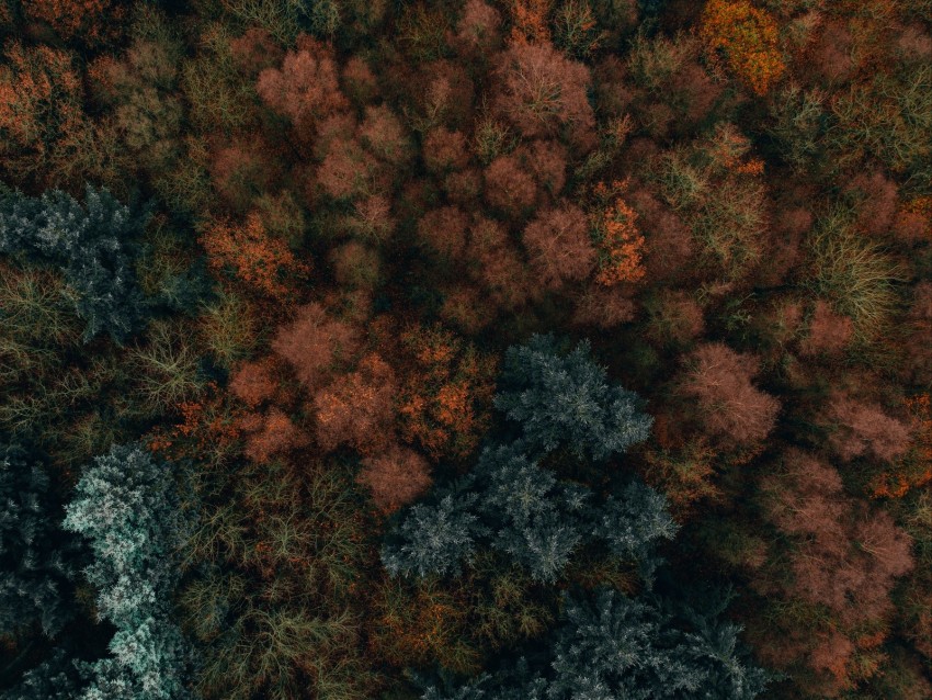 autumn, trees, aerial view, forest, autumn colors, vegetation