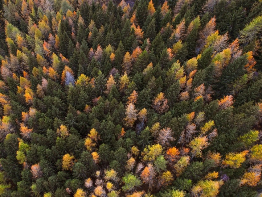 autumn, trees, aerial view, paint autumn, forest