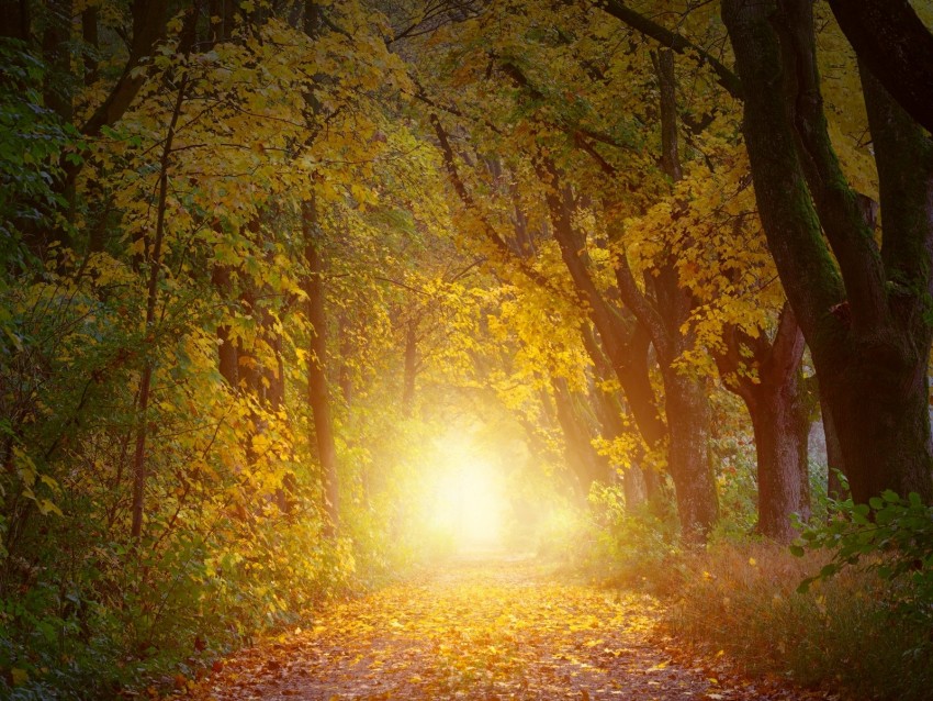 autumn, trees, arch, sunlight, path