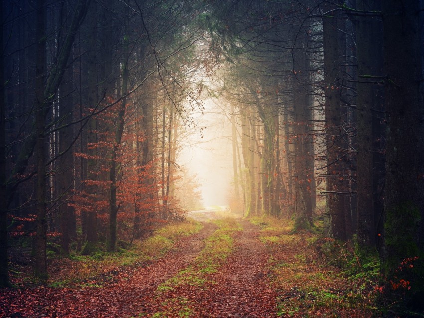 autumn, trees, fog, path, foliage