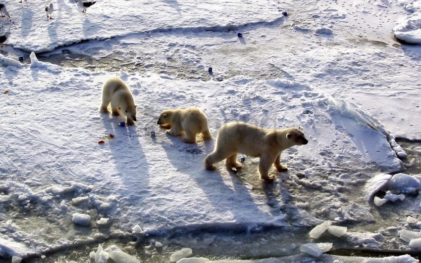 babies bear caring food polar bear snow wallpaper background best stock photos - Image ID 159714