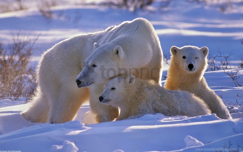 free PNG babies, bear, family, polar bear, snow, walk wallpaper background best stock photos PNG images transparent