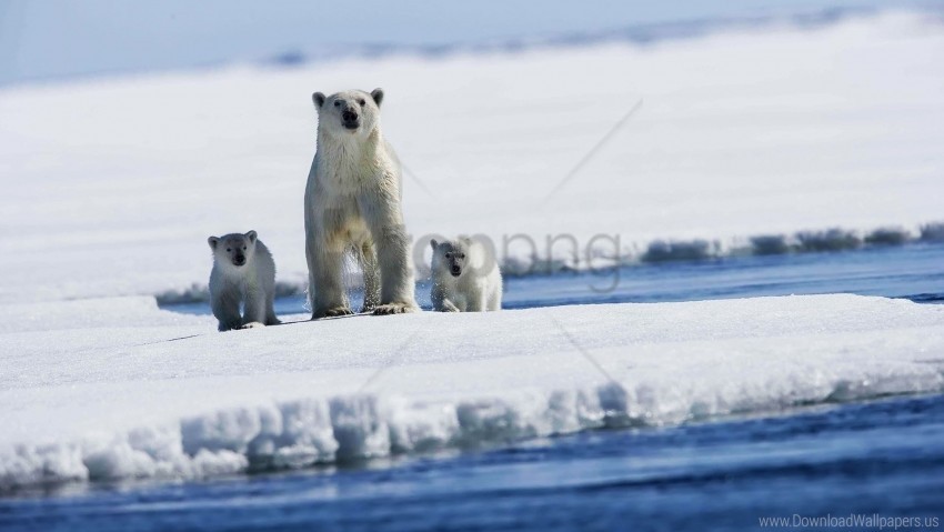 Babies Family Polar Bears Snow Wallpaper Background Best Stock Photos