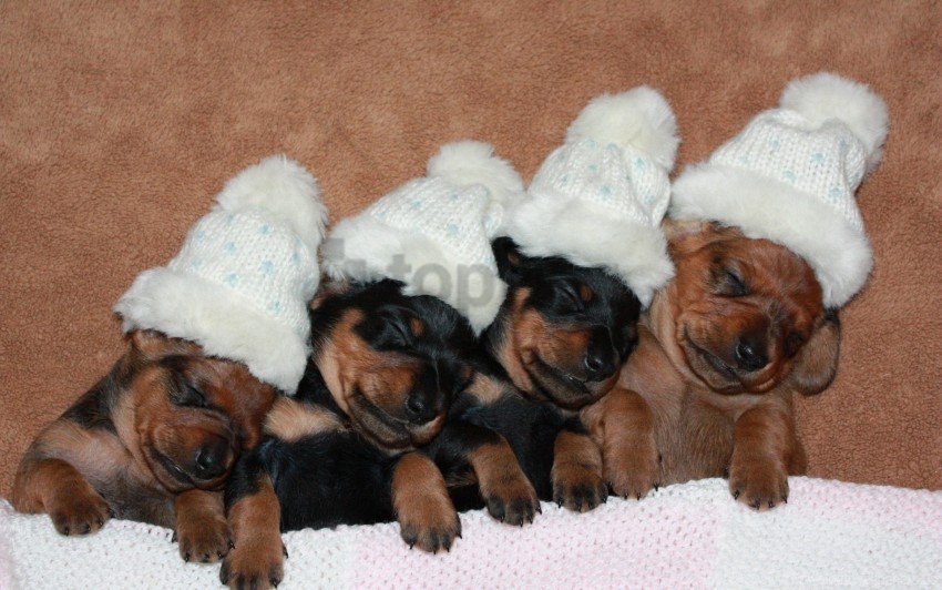 Babies Hats Puppies Wallpaper Background Best Stock Photos