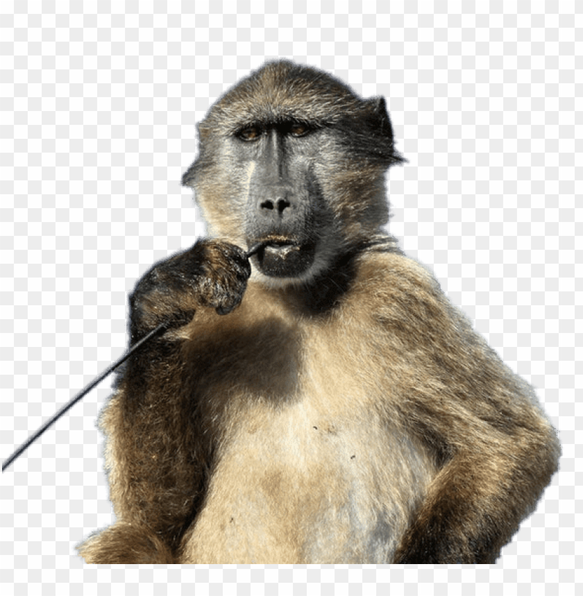 animals, baboons, baboon with stick in his mouth, 