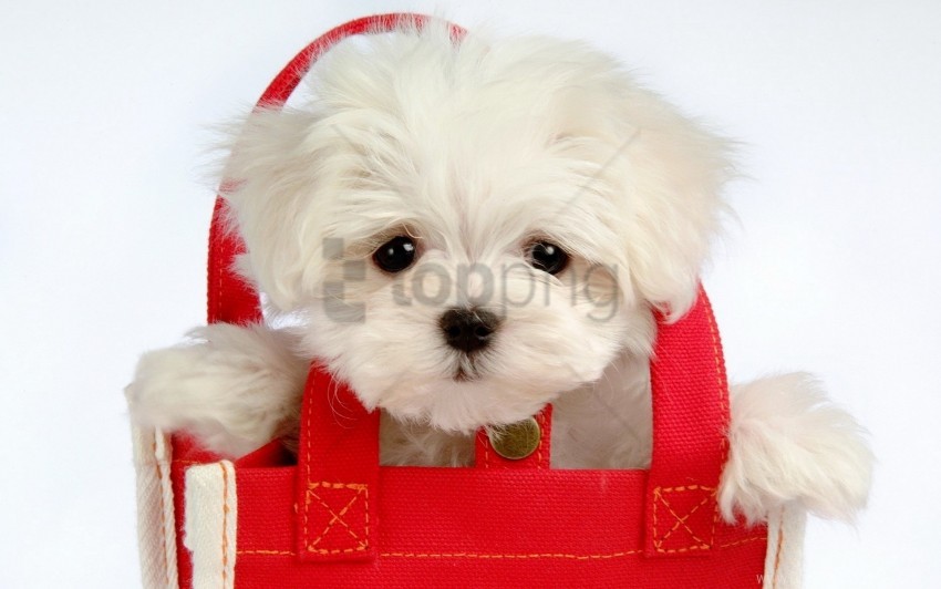 Baby Bag Coat Face Puppy Wallpaper Background Best Stock Photos Toppng - roblox puppy face hitler