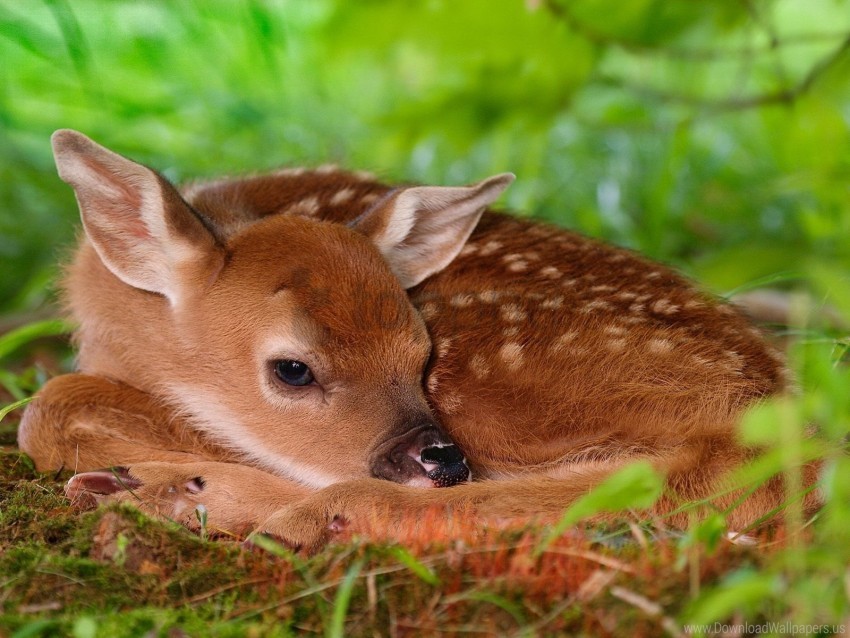 Baby Bambi Deer Rest Sleep Wallpaper Background Best Stock Photos