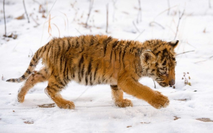 baby big cat face predator tiger wallpaper background best stock photos - Image ID 157857