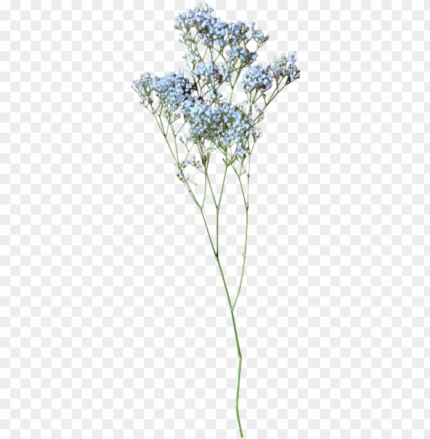 baby breath flower PNG transparent with Clear Background ID 168916