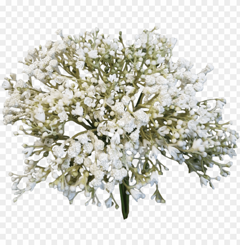 Baby Breath Flower PNG Image With Transparent Background | TOPpng